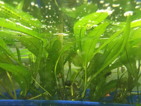 Gitterpflanze, Aponogeton henkelianus